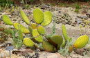 Opuntia Oricola